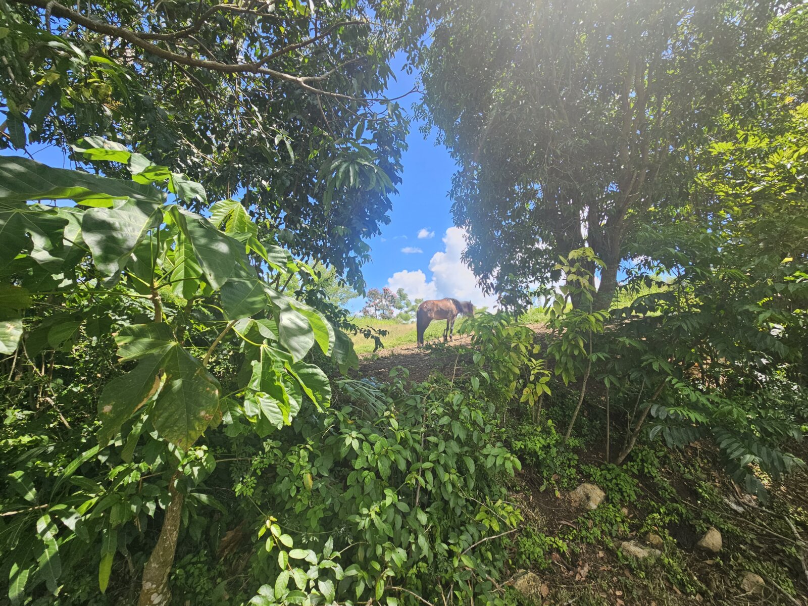 VISTA (10)