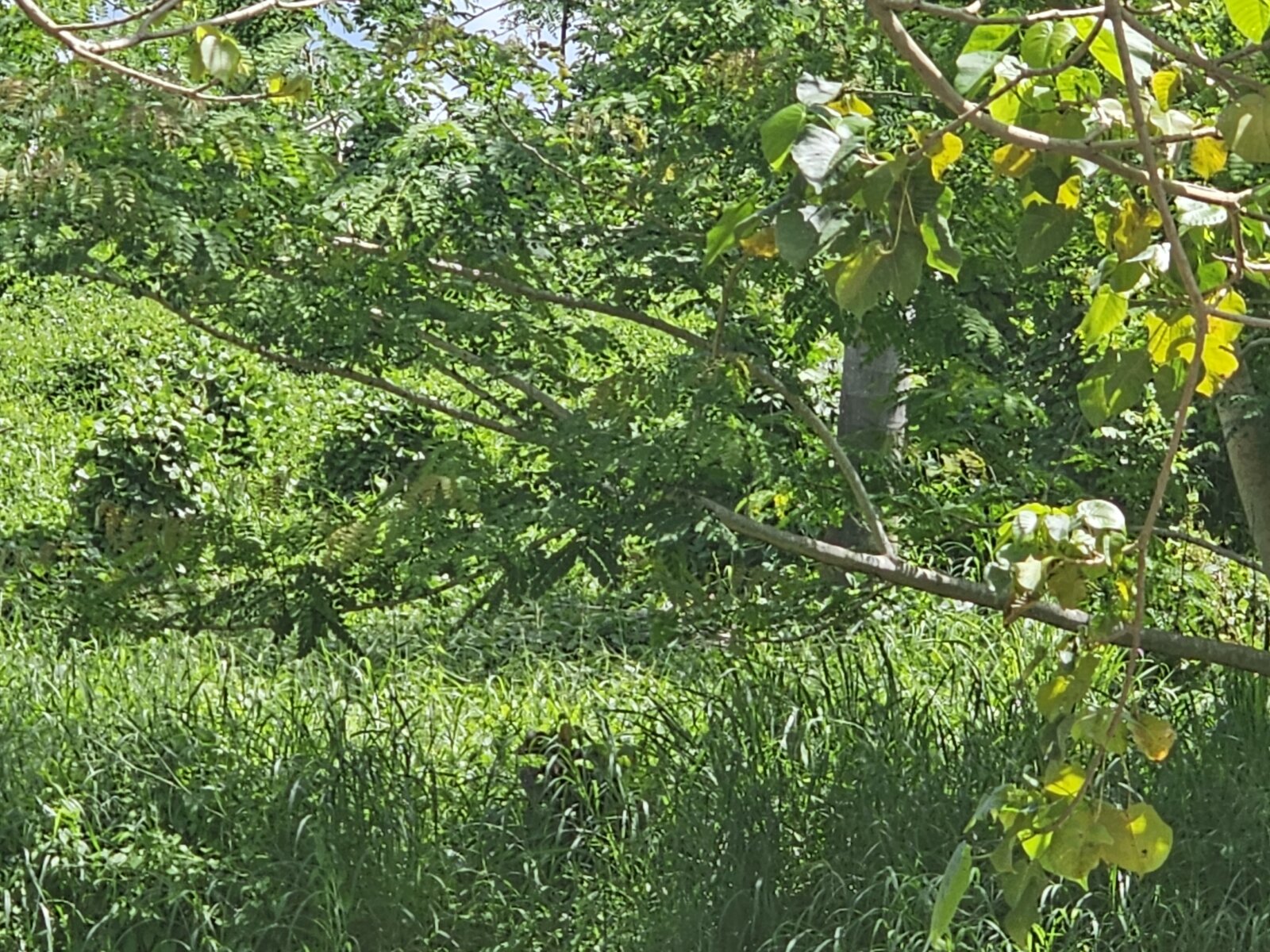 VISTA (12)
