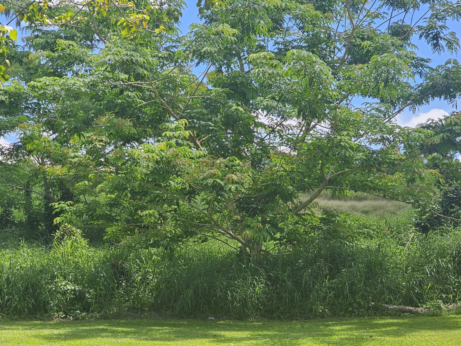 VISTA (13)