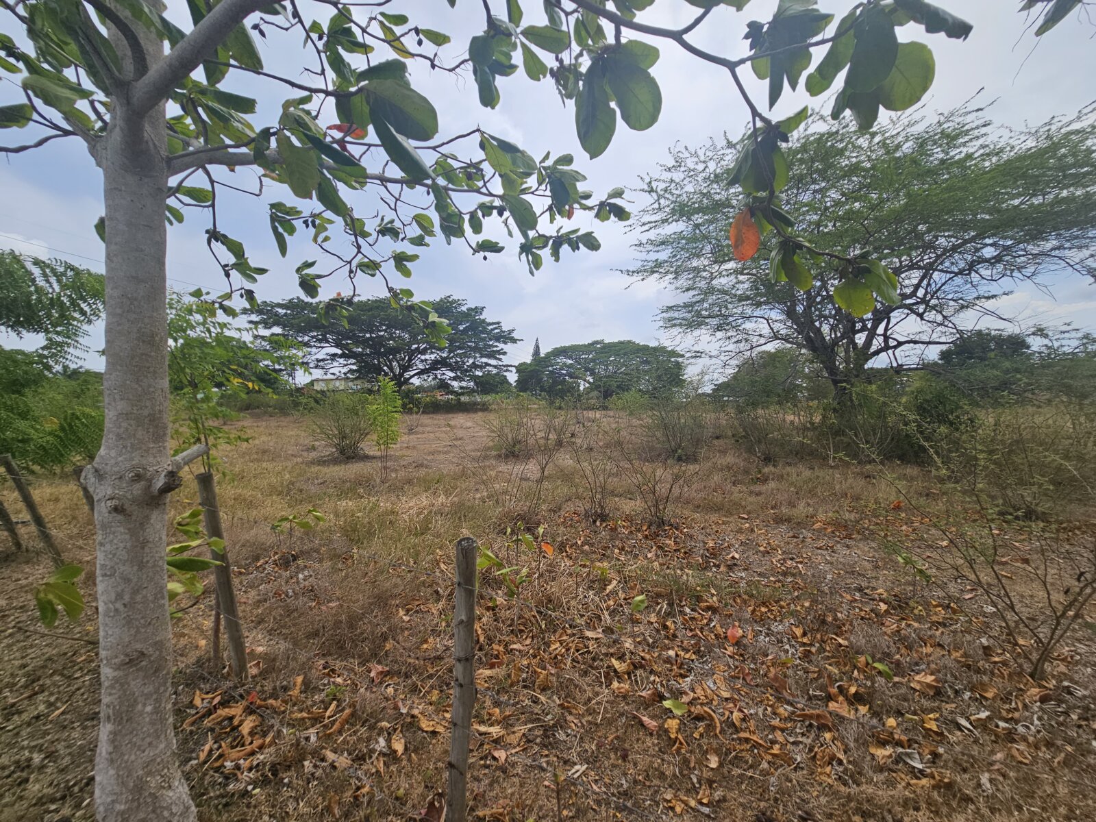 VISTA (5)