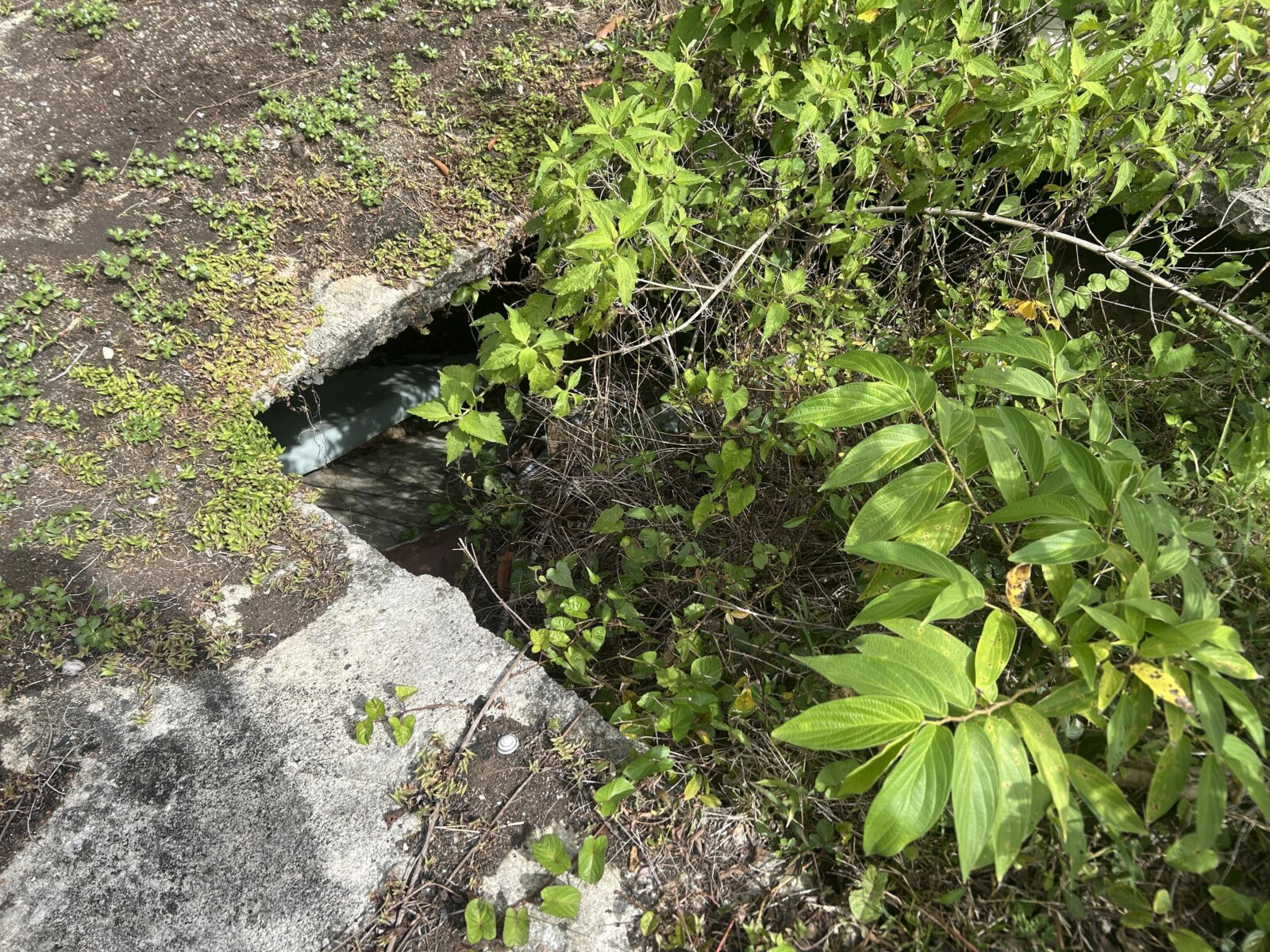 VISTA (7)