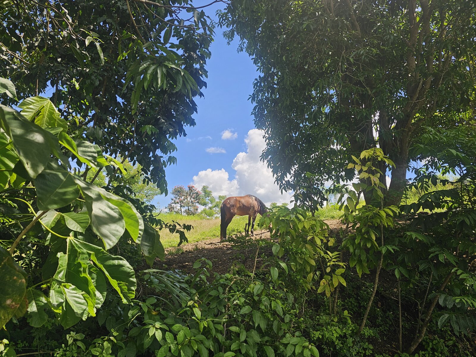 VISTA (9)