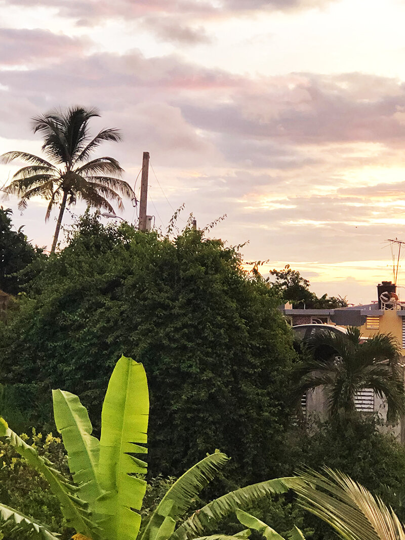 Palm-evening
